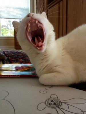 Yawning Cat Number 230