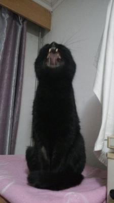 Yawning Cat Number 242