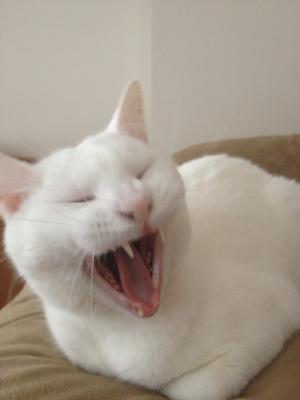 Yawning Cat Number 246