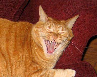 Yawning Cat Number 1