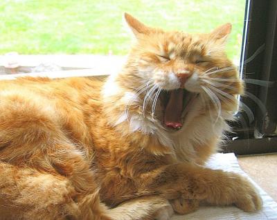 Yawning Cat Number 2