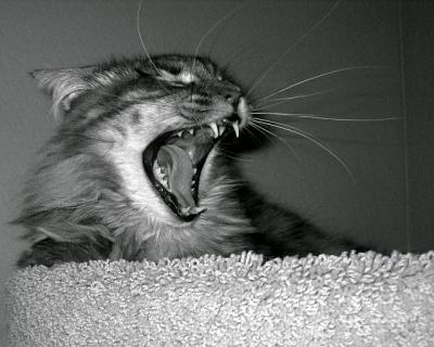 Yawning Cat Number 3
