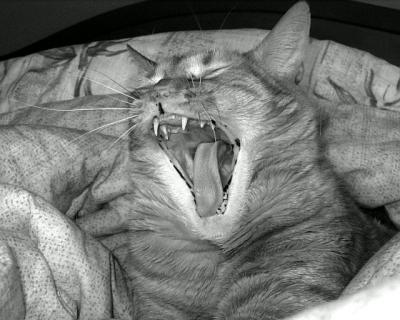 Yawning Cat Number 10