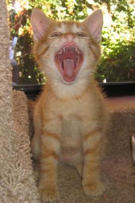 Yawning Cat Number 11