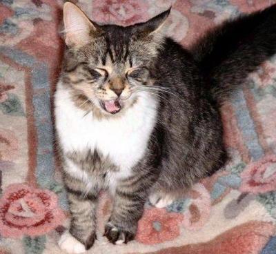 Yawning Cat Number 12