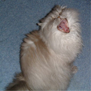 Yawning Cat Number 15
