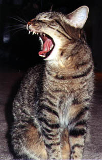 Yawning Cat Number 16