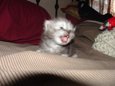 Yawning Cat Number 18