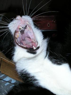 Yawning Cat Number 29