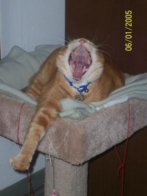 Yawning Cat Number 42