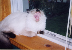 Yawning Cat Number 43