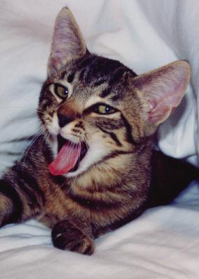 Yawning Cat Number 46