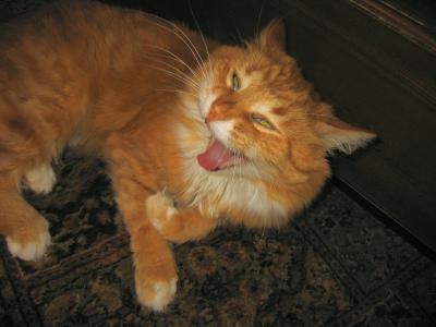Yawning Cat Number 51