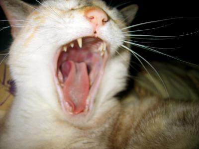 Yawning Cat Number 52