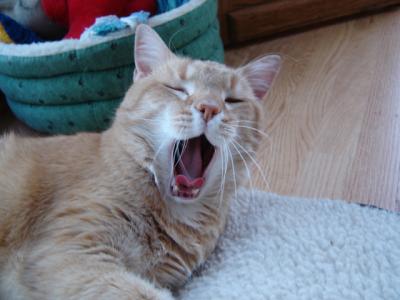 Yawning Cat Number 57