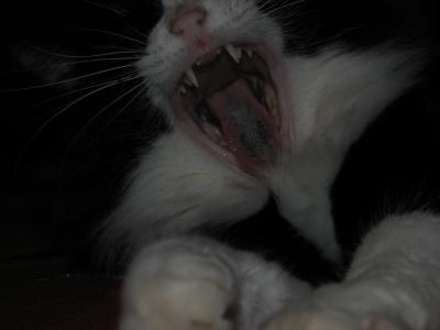 Yawning Cat Number 68