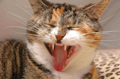 Yawning Cat Number 69