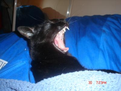 Yawning Cat Number 71