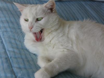 Yawning Cat Number 74