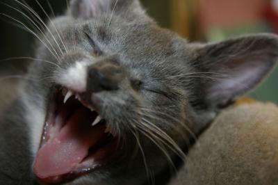 Yawning Cat Number 75