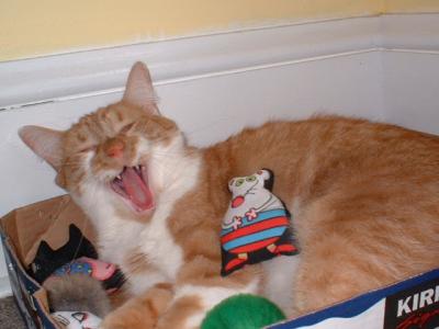 Yawning Cat Number 78