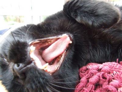 Yawning Cat Number 86