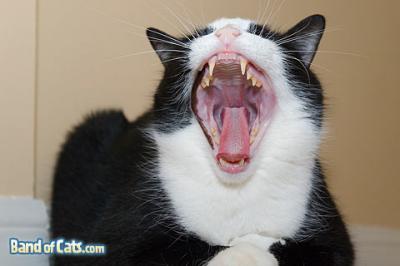 Yawning Cat Number 104