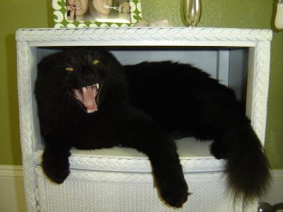 Yawning Cat Number 114
