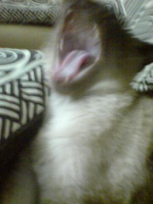 Yawning Cat Number 115