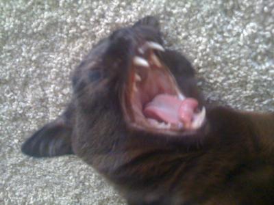 Yawning Cat Number 116