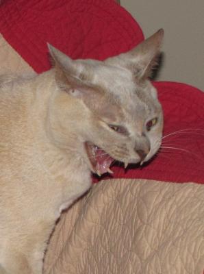 Yawning Cat Number 117