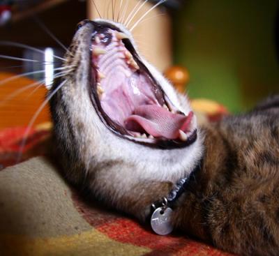 Yawning Cat Number 119
