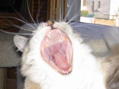 Yawning Cat Number 125