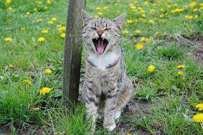 Yawning Cat Number 134