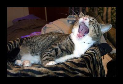Yawning Cat Number 144