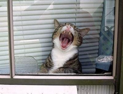 Yawning Cat Number 145