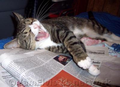 Yawning Cat Number 146