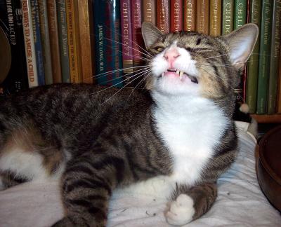 Yawning Cat Number 148
