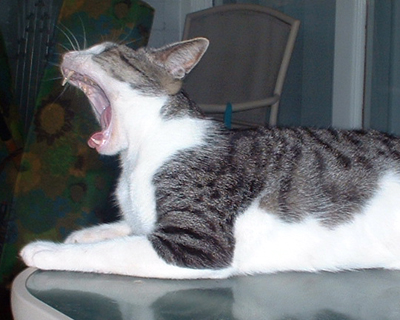 Yawning Cat Number 150
