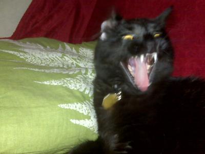 Yawning Cat Number 157