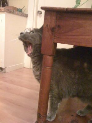 Yawning Cat Number 164