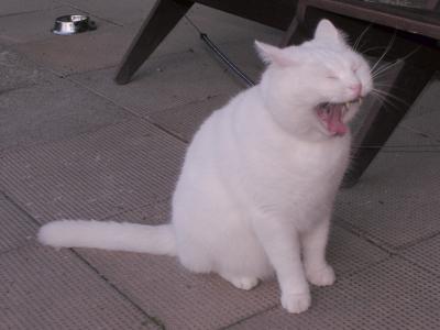 Yawning Cat Number 170