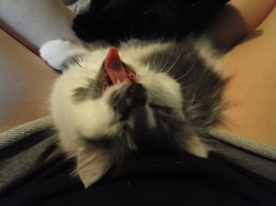 Yawning Cat Number 172
