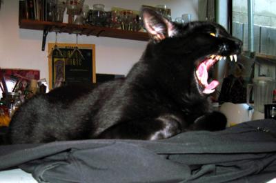 Yawning Cat Number 182