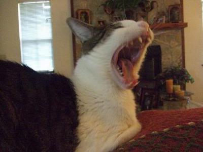 Yawning Cat Number 184