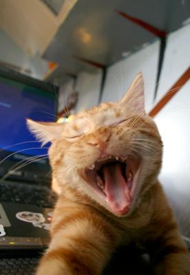Yawning Cat Number 194