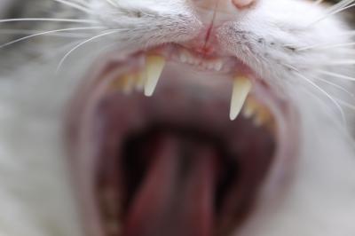 Yawning Cat Number 197