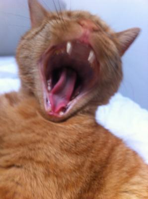 Yawning Cat Number 200