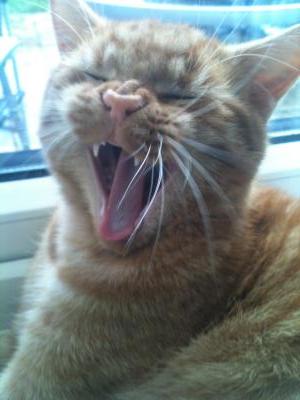 Yawning Cat Number 208