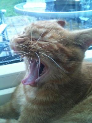 Yawning Cat Number 209